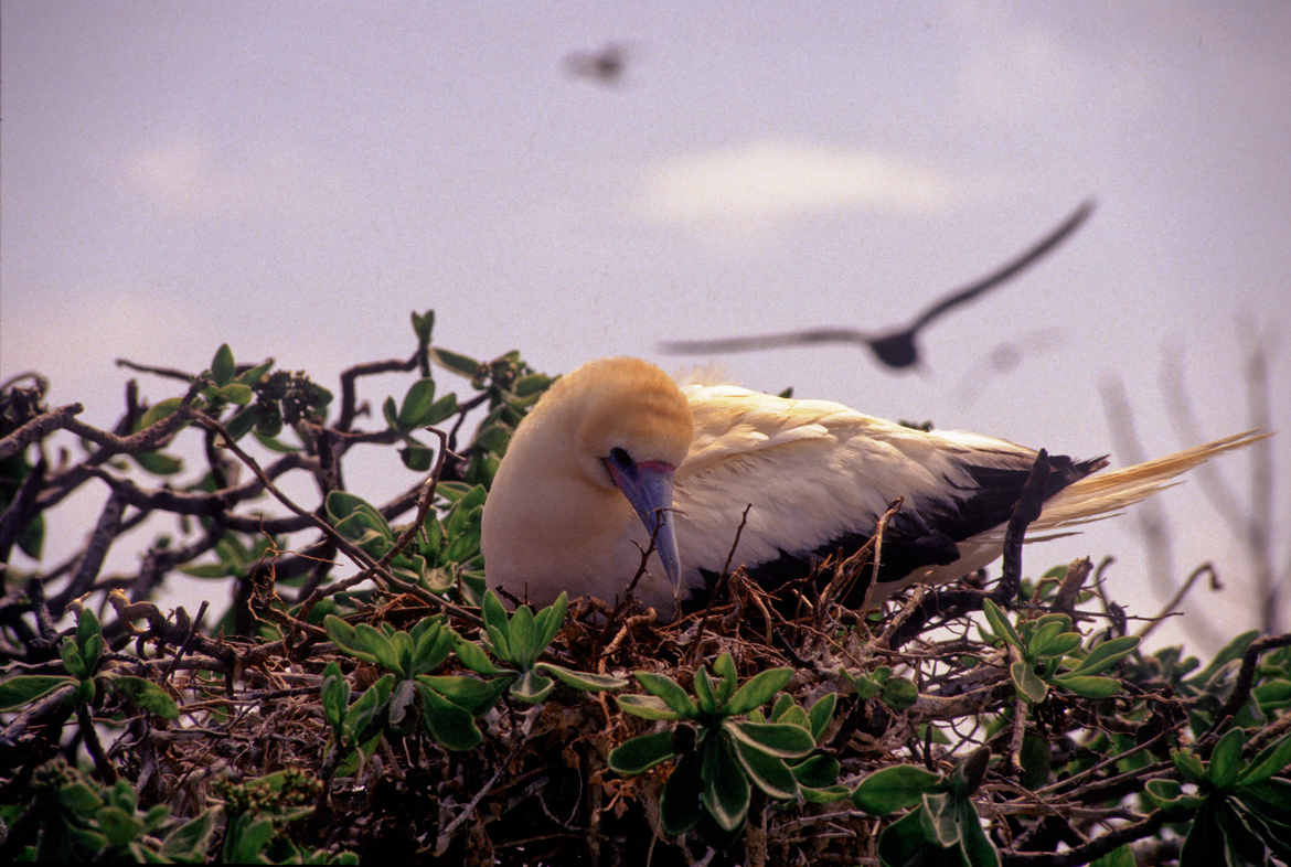 Red Footed Bobby, Papahanamokukea Marine National Monument, Hawaiian Archipelago, United States
