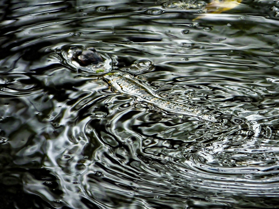 American alligator, Brazos Bend State Park, TX, United States of America