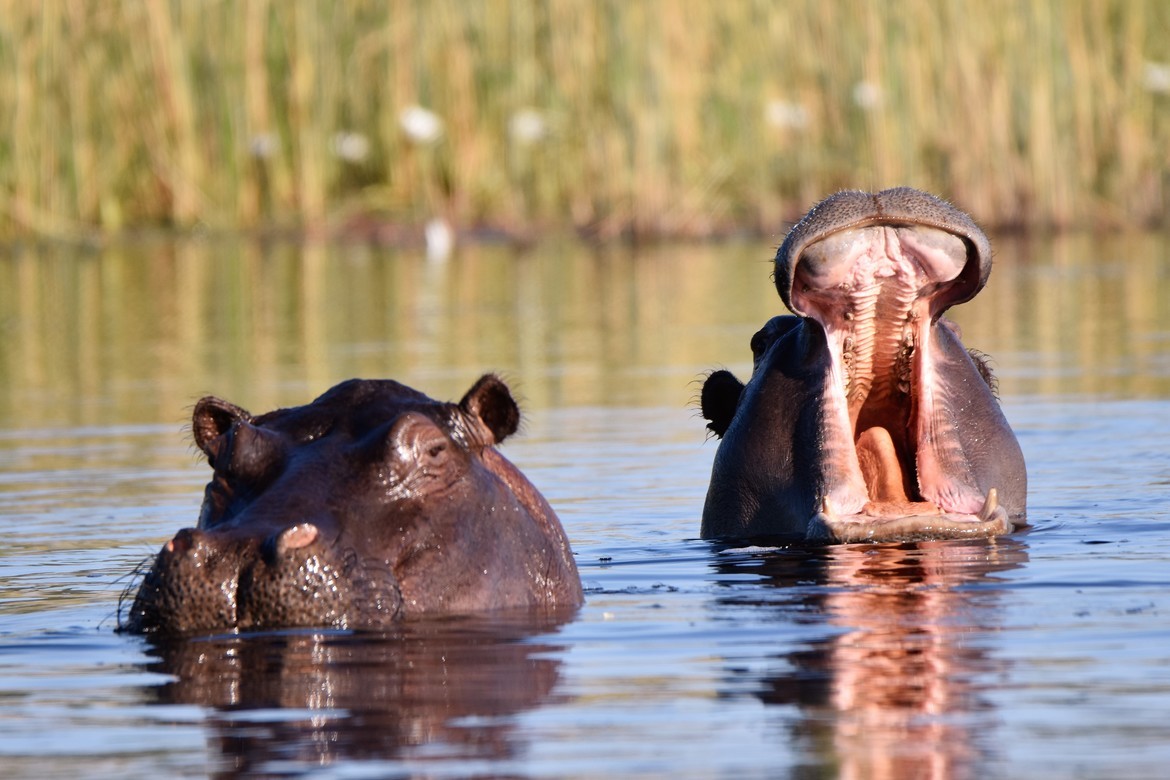 Hippopotamus, Pom Pom Camp, Okavanga Delta, Botswana