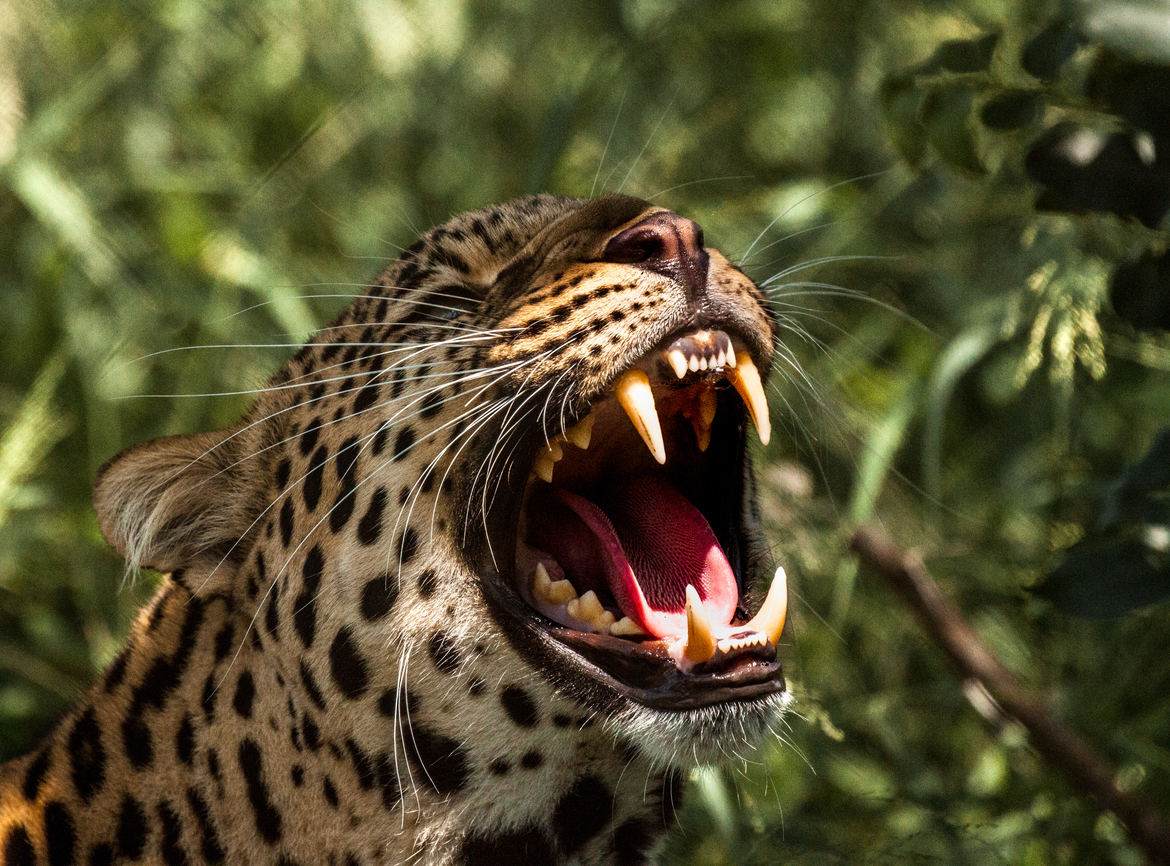 leopard, klaserie game reserve, South Africa