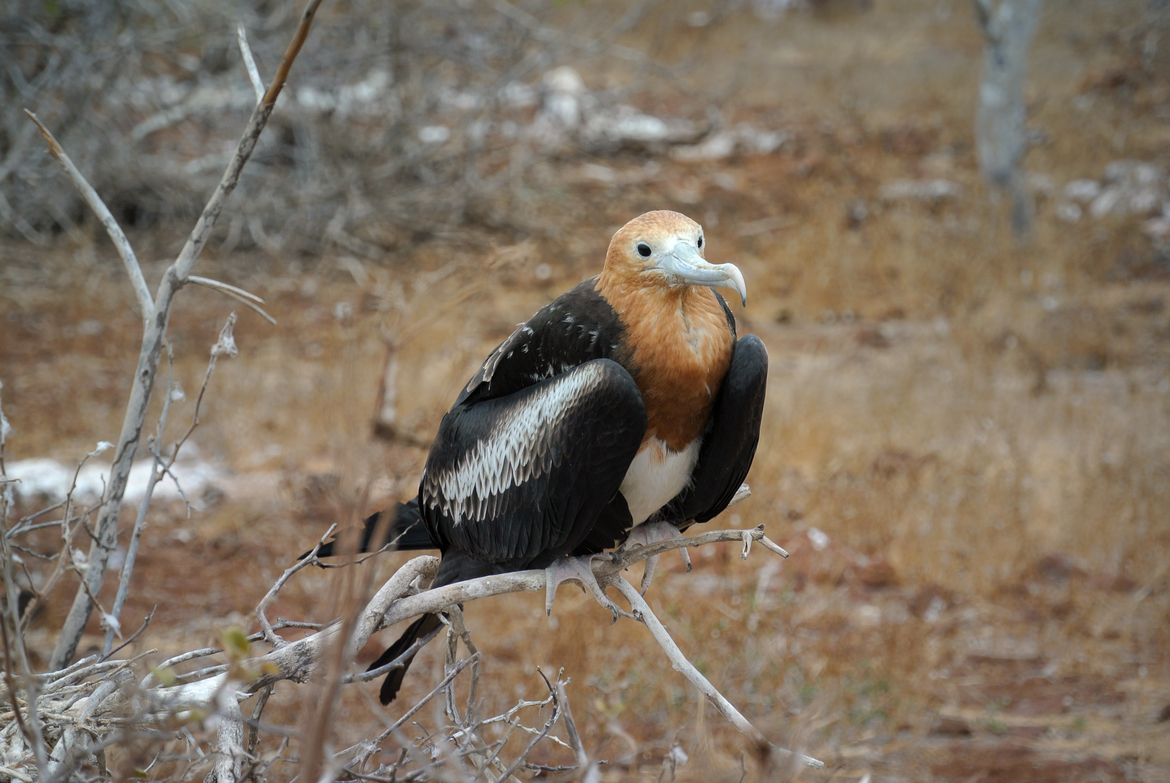 Magnificent Frigate bird , Galapagos National Park, Ecuador
