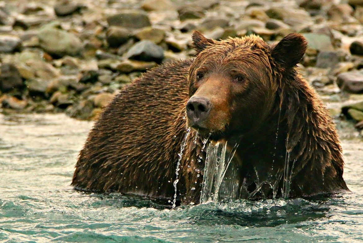 Brown Bear, Katmai National Park and Preserve, United States of America