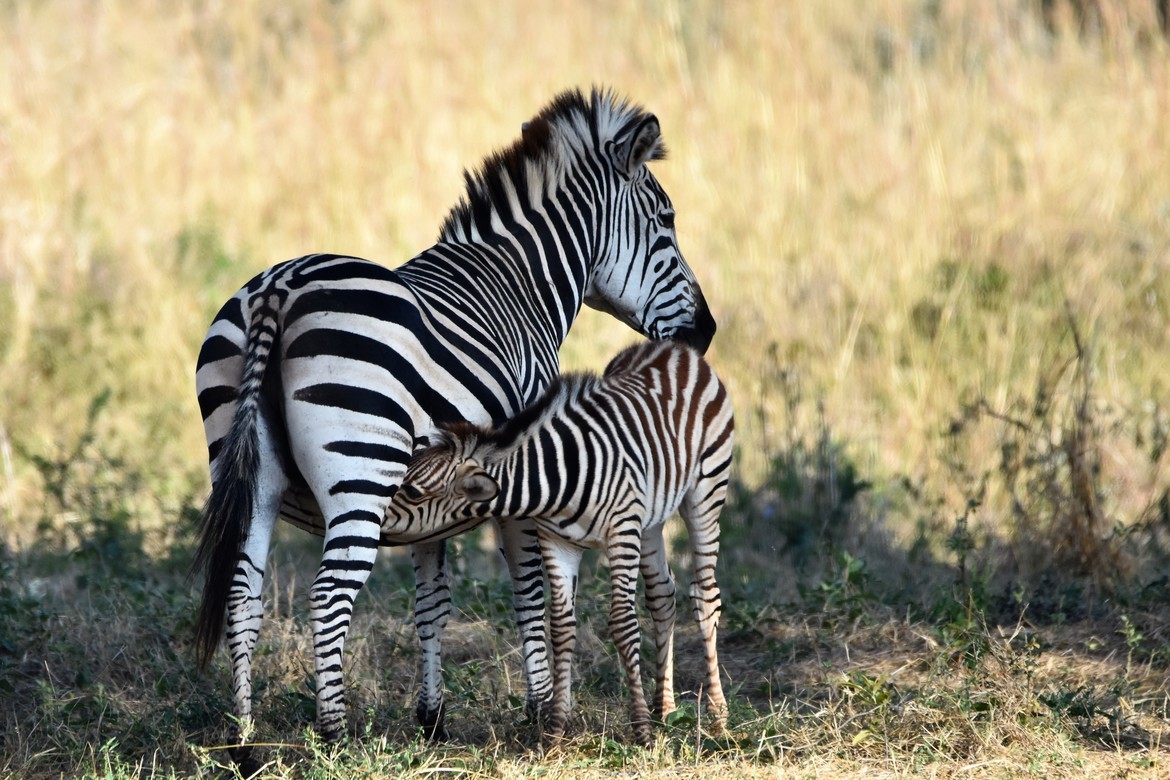 Zebra, Stanley and Livingstone Private Game ReserveZ, Zimbabwe