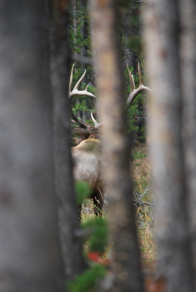 Elk, Yellowstone NP, United States of America
