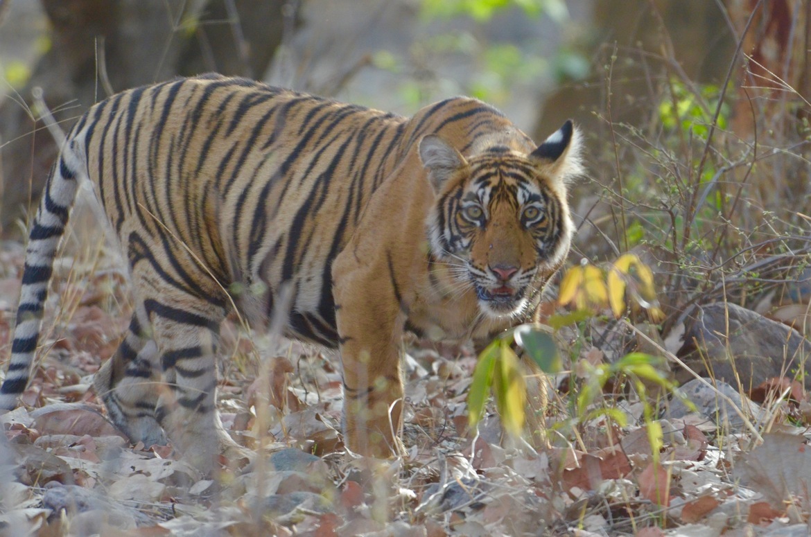 Bengal tiger/ Panthera tigris, Ranthambhore National Park, India