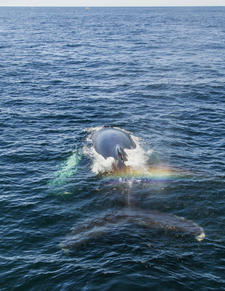 Whale, Provincetown, MA region , United States of America