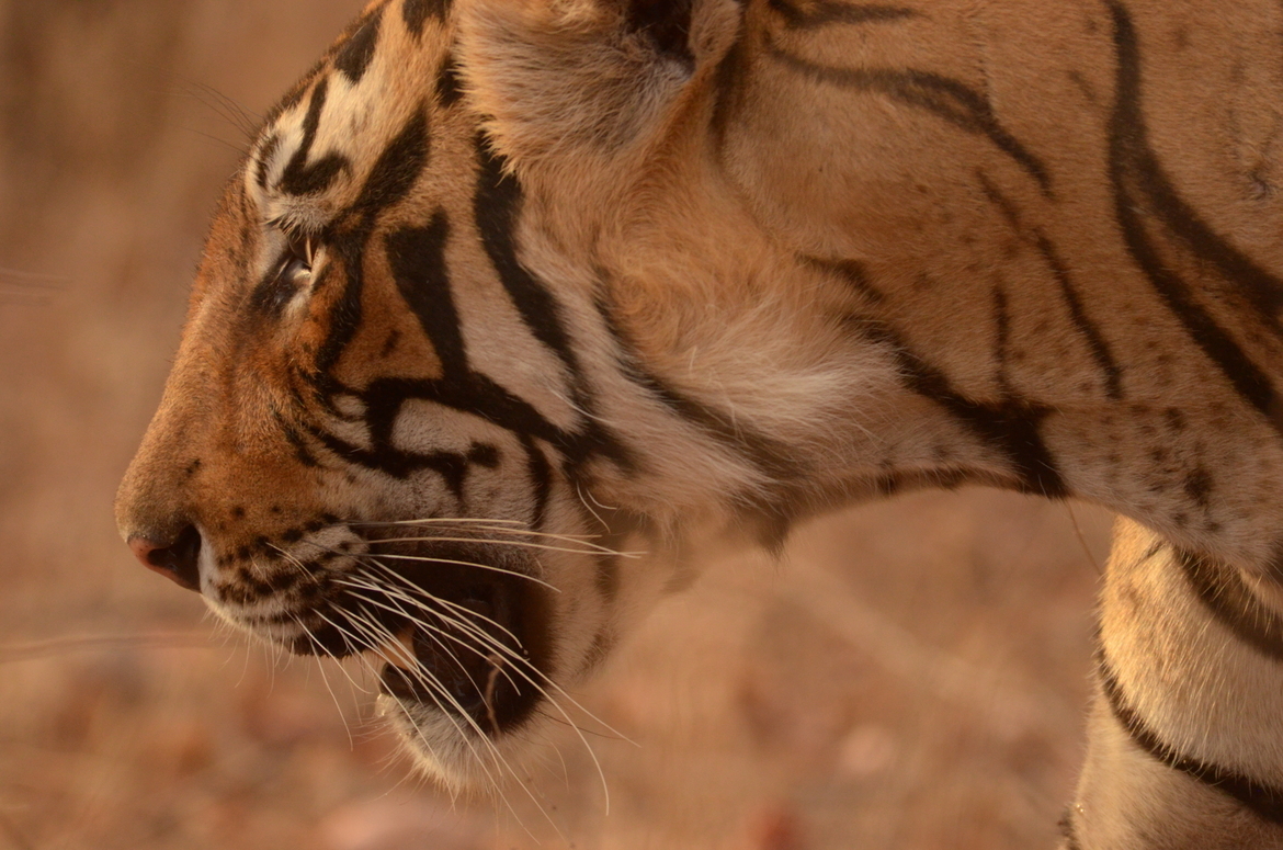 bengal tiger/ Panthera tigris, Ranthambhore National Park, India