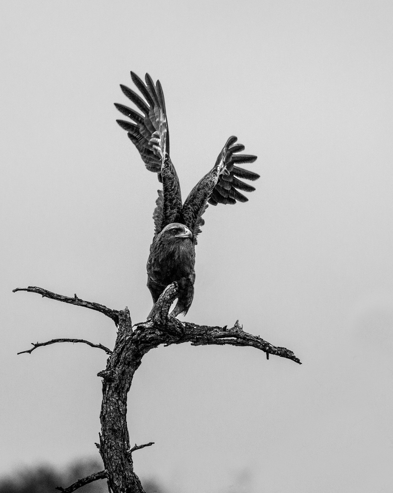 Juvenile Bateleur, klaserie game reserve, South Africa