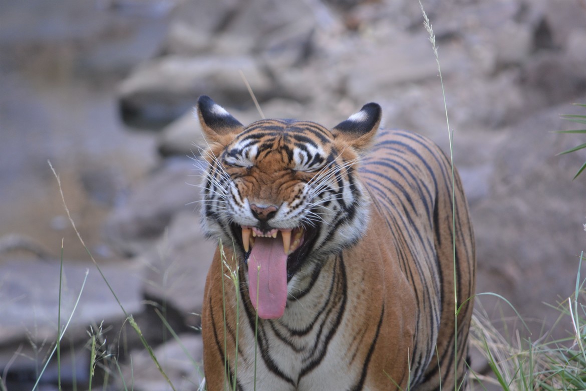 Panthera tigris, Ranthambhore National Park, India