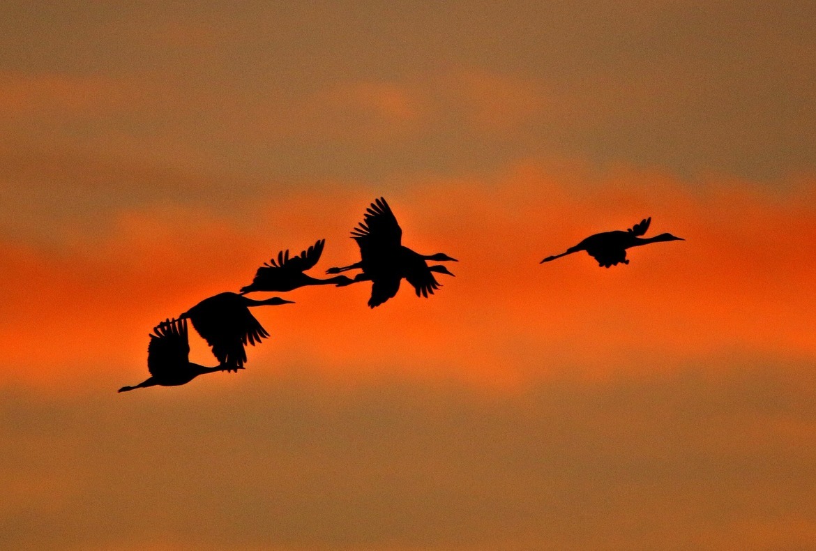 Sandhill Crane, Kearney, Nebraska Platte River, United States of America