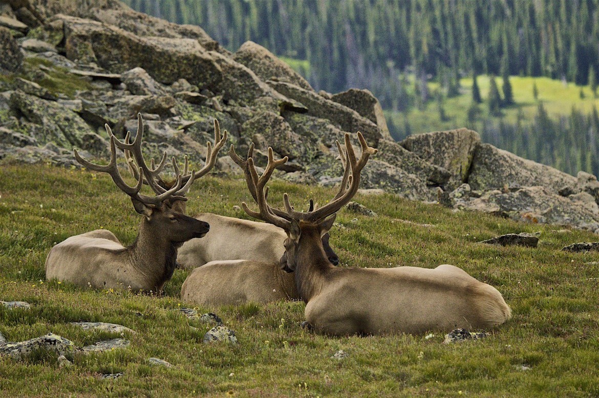Rocky Mountain elk, Rocky Mountain National Park, Colorado, United States of America
