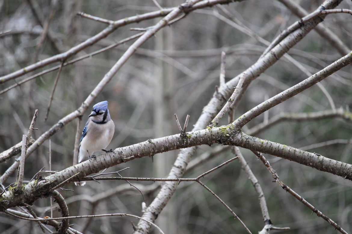 Blue Jay, Lynden Shores Conservation , Canada