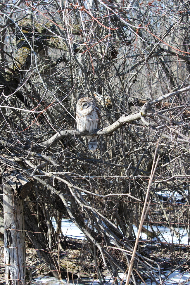 Barred Owl, Conlin Rd. Oshawa, Canada