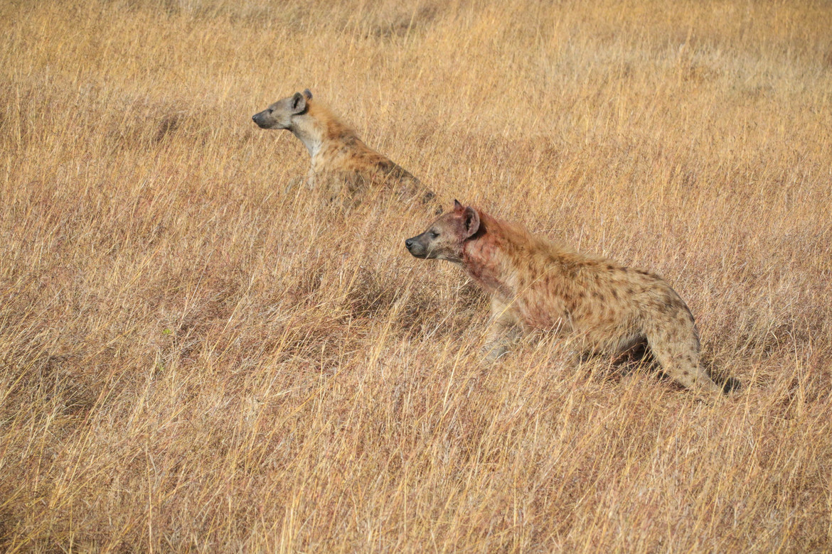 Hyena, Masai Mara, Kenya