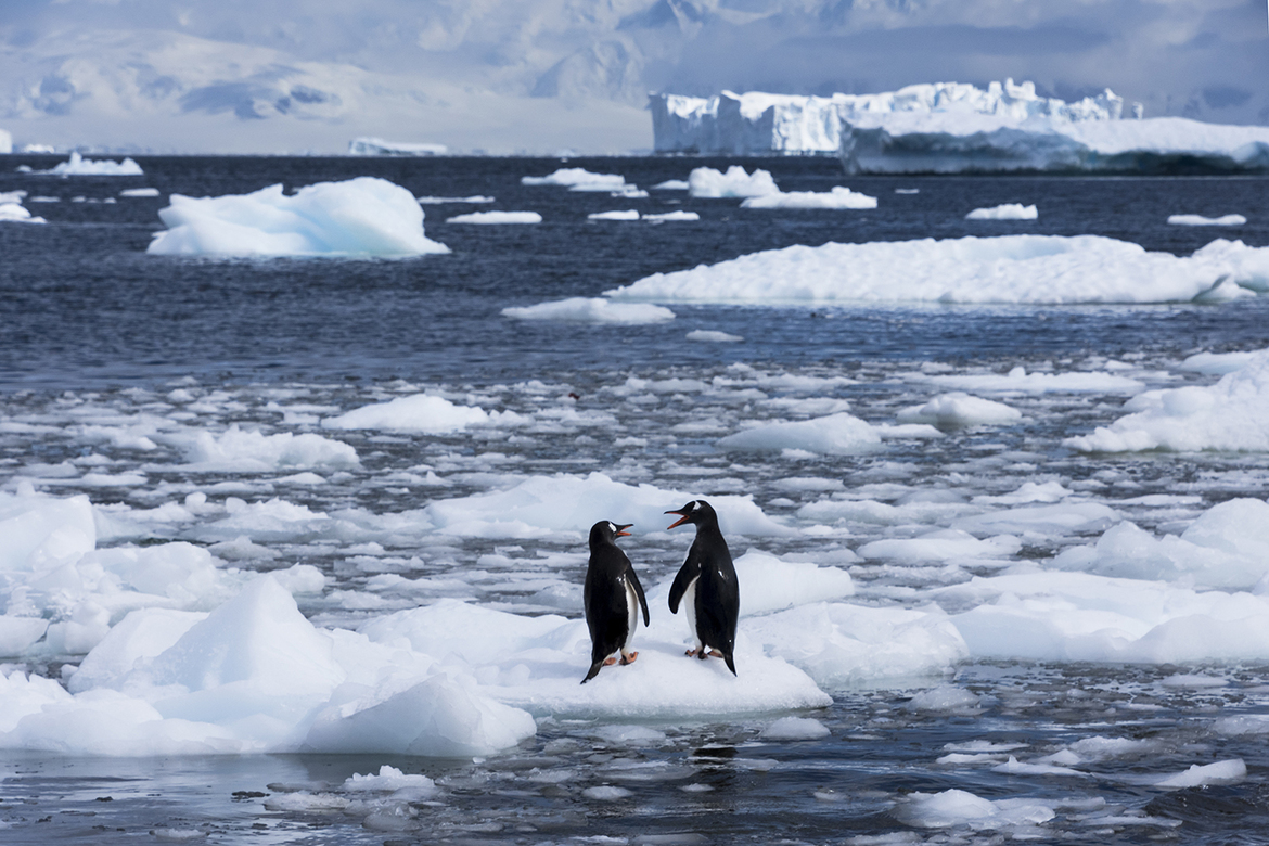 Gentoo Penguins, Neko Harbor, Antarctica Peninsula (note, Antartica is not listed here, but I have to choose a country), South Georgia and the South Sandwich Islands
