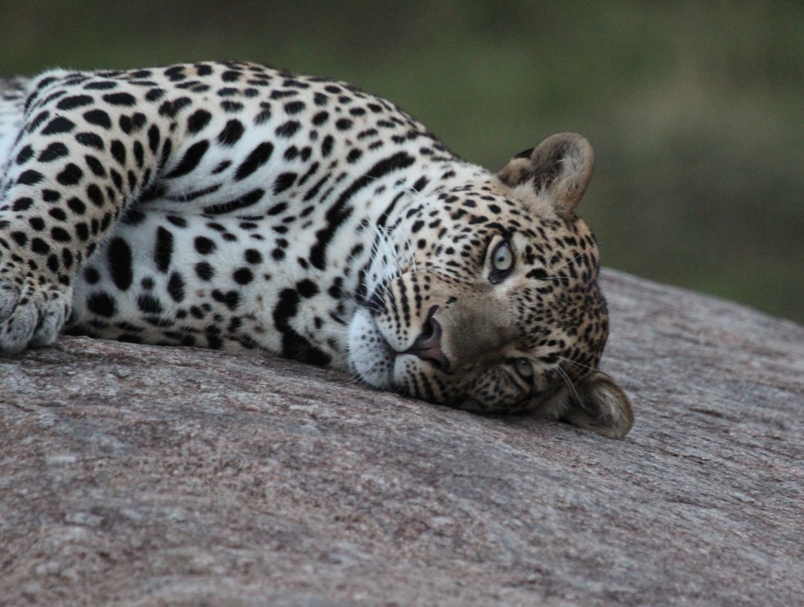 Leopard, Serengeti National Park, Tanzania, United Republic of