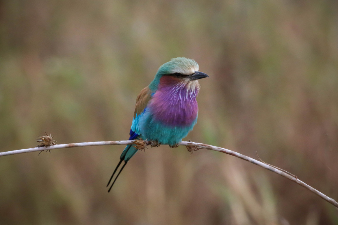 Lilac Breasted Roller, Tarangire, Tanzania, United Republic of