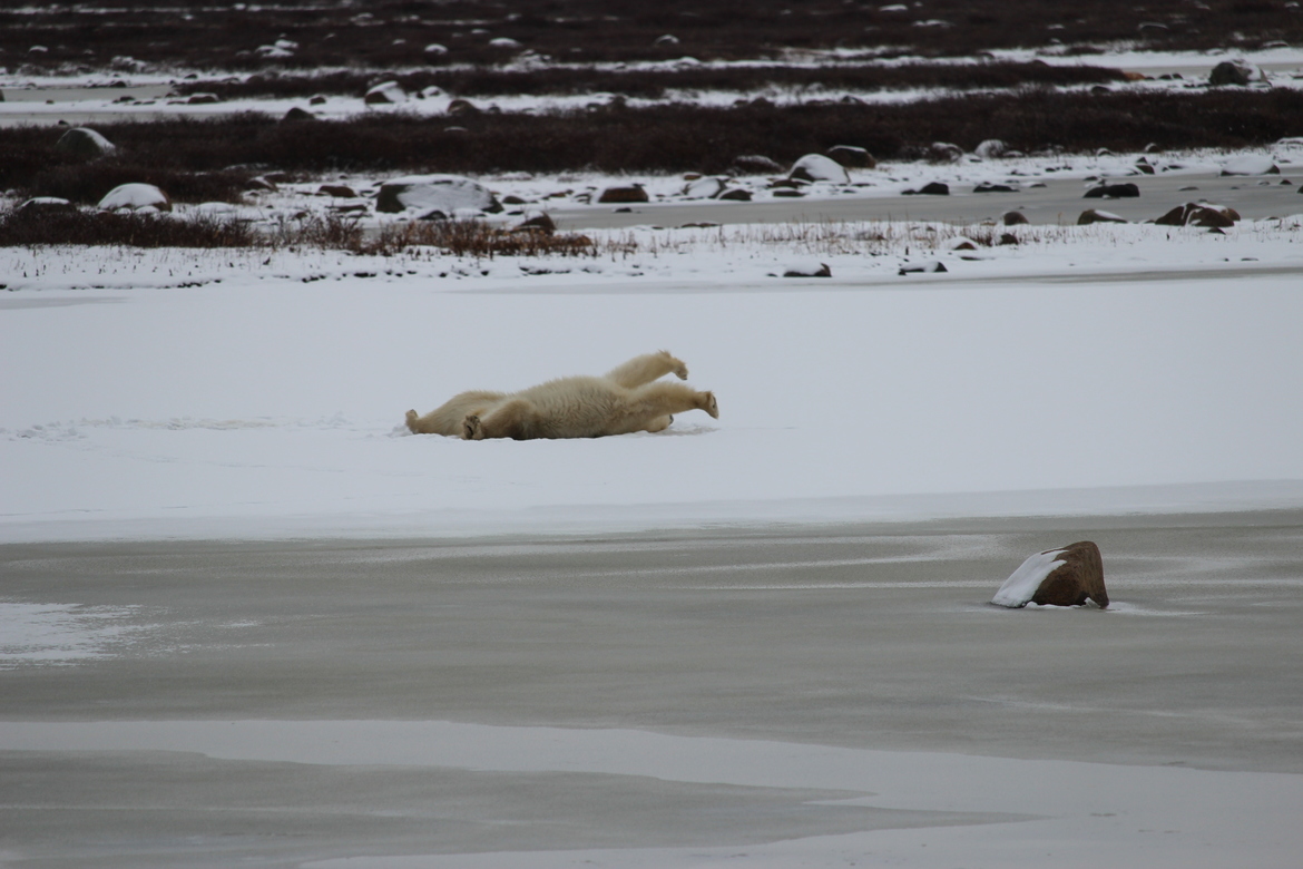 Polar Bear, Wapask National Park, Churchill , Canada