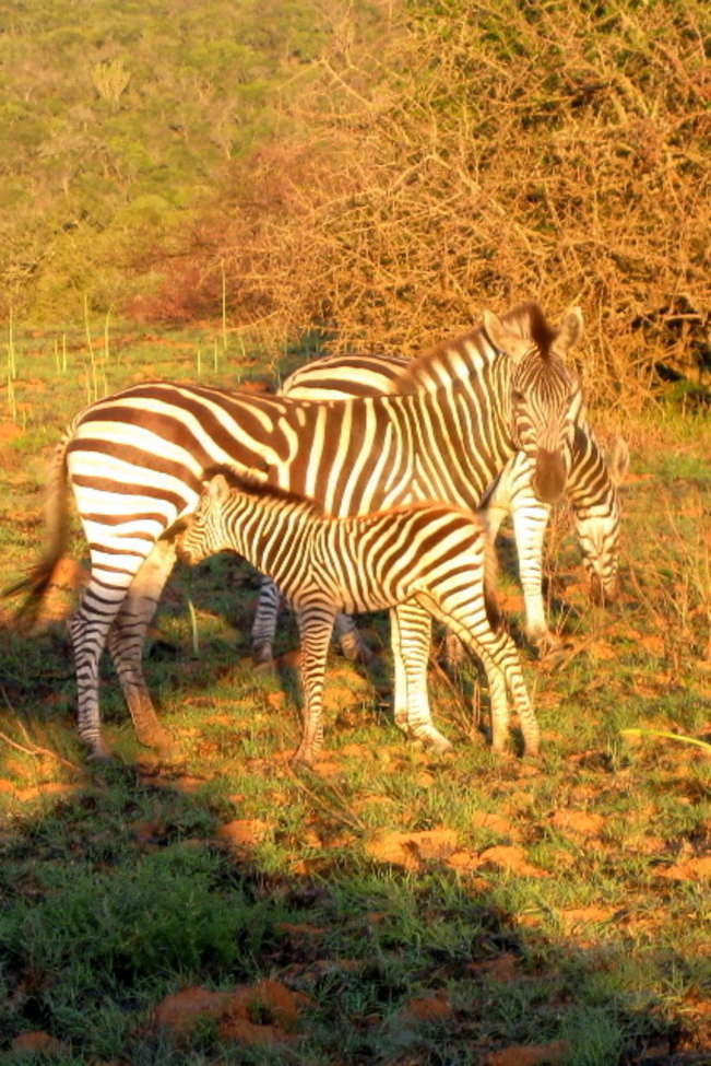 Zebra, Shamwari Reserve, South Africa