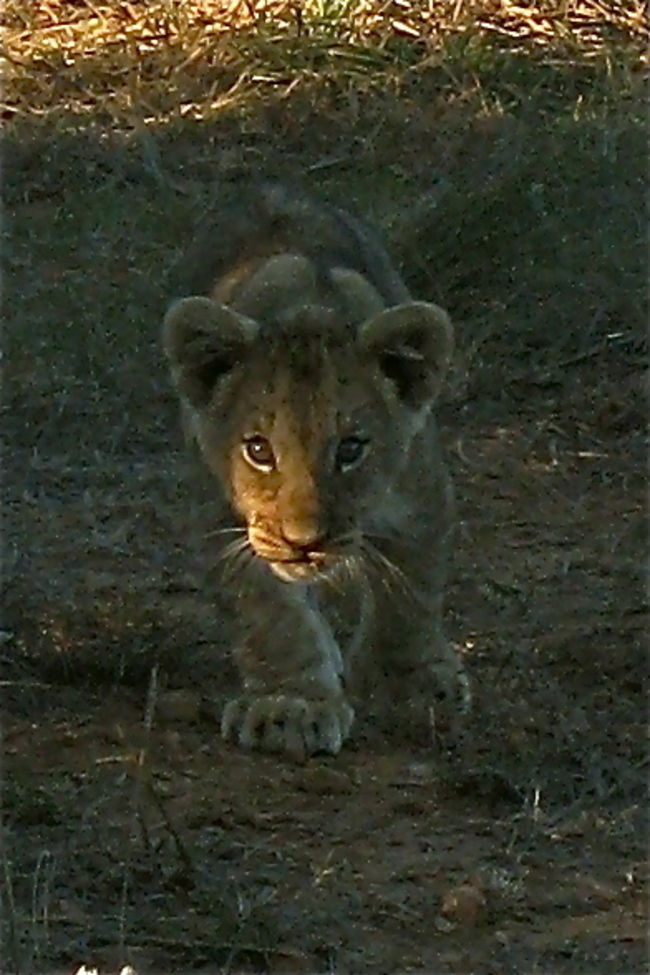 Lion, Shamwari Game Lodge , South Africa
