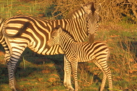 Grid rose ann york 2