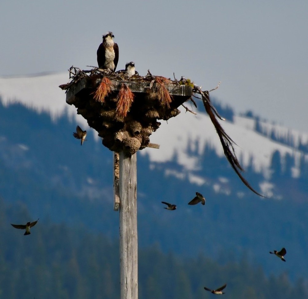 Osprey and Barn Swallows, Cascade Reservoir in Valley County Idaho, USA