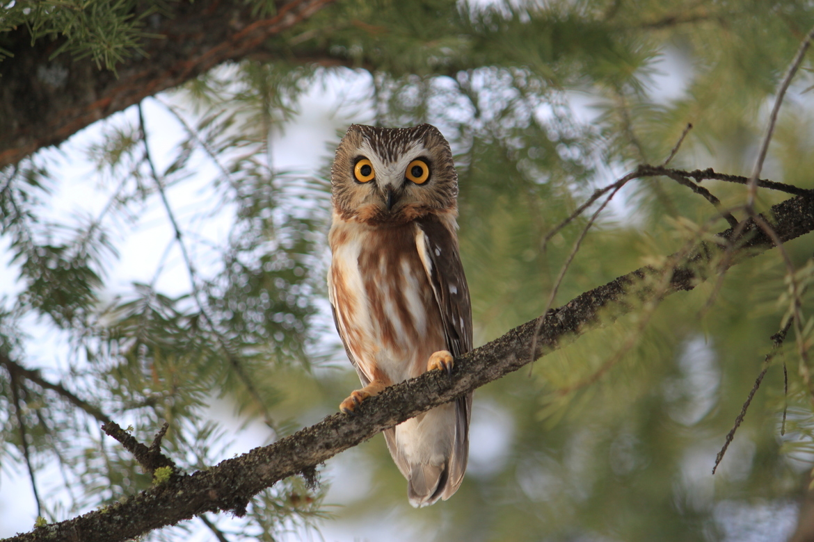 Nothern Saw-whet Owl, Kenna Cartwright Park, Canada