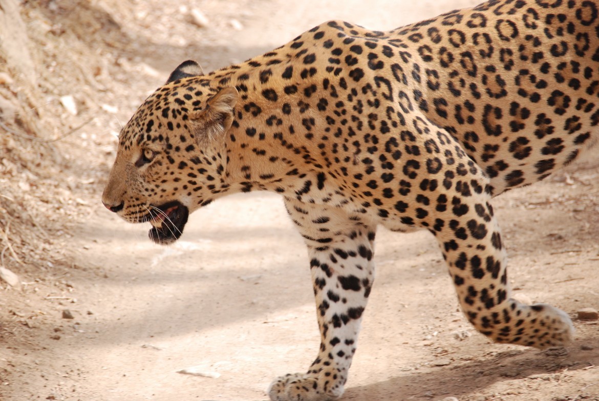 Panthera pardus / Leopard, Ranthambhore National Park, India