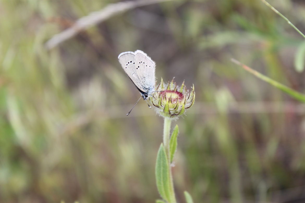 Cupido Minimus , Peter Creek Park, Kamloops, British Columbia, Canada