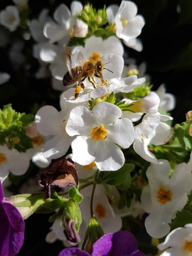 Grid 20170527 101947