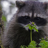 Cropped hiding behind a flower