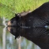 Cropped clearswim3