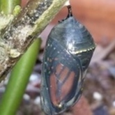 Cropped 20160412 104226