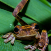 Cropped harlequin tree frog  4 