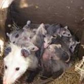 Cropped box of opossums