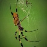 Cropped 2 banana spyders