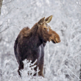 Cropped na wild animals   030