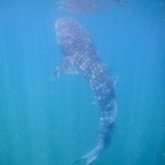 Cropped 2015 08 18 02.28.34