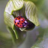 Cropped ladybug