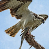 Cropped osprey with fish 2