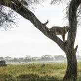 Cropped rainydaylions