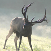 Cropped img 7553 copy