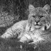 Cropped bobcat in repose