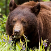 Cropped black sow 7141 9x12