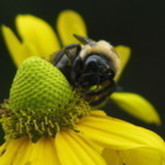 Cropped butterflies and bees 010