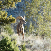 Cropped desert bighorn4