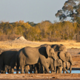 Cropped elephants crocodile