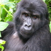 Cropped gorilla3