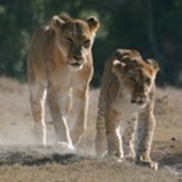 Cropped catch up mom  places to go 