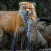 Cropped dsc 2195 ps2